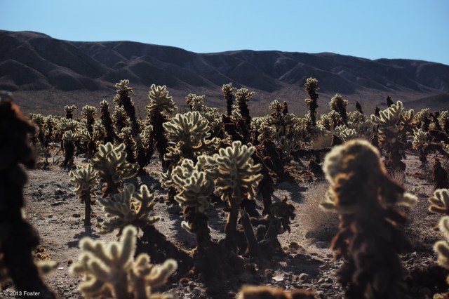 Cacti basking in the sun...