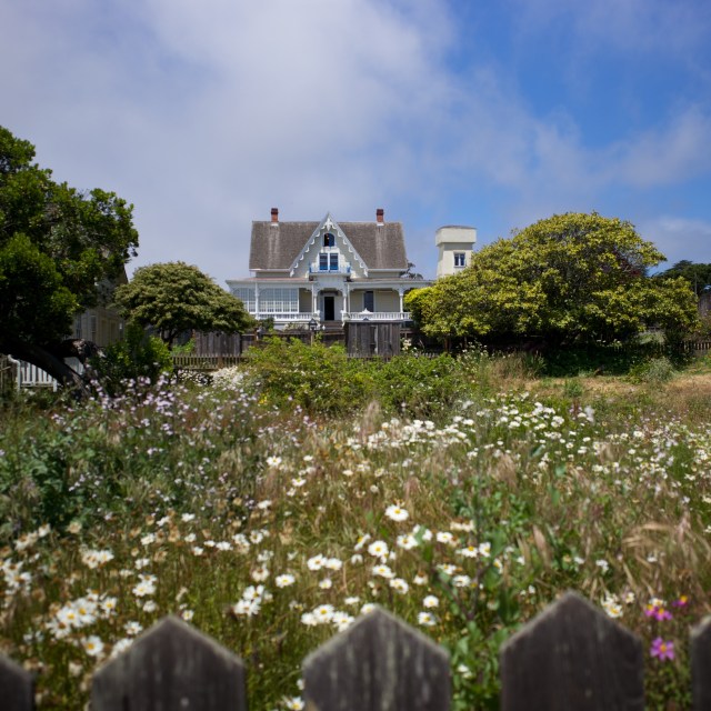 Wonderful wild flowers